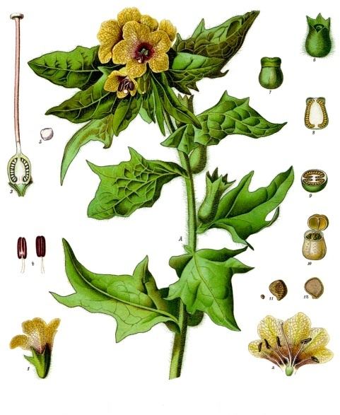 بزر البنج