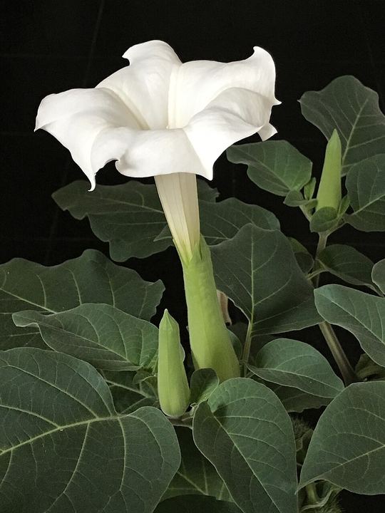 تفاح الشيطان