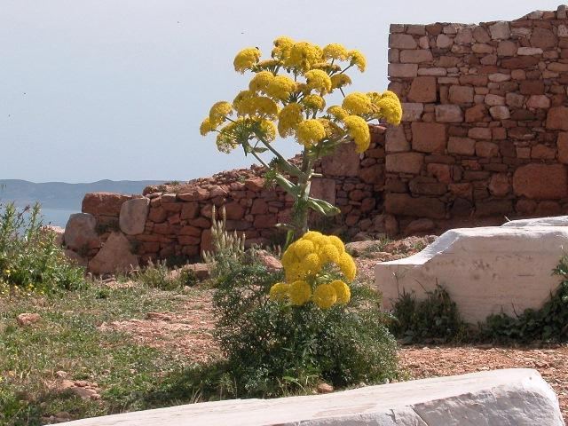 الفاسوخ