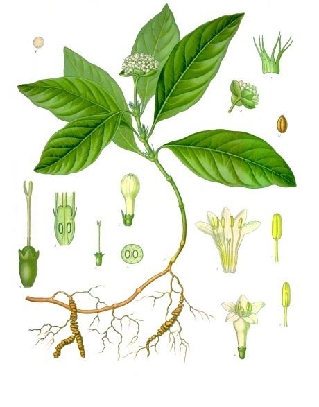 عرق الذهب