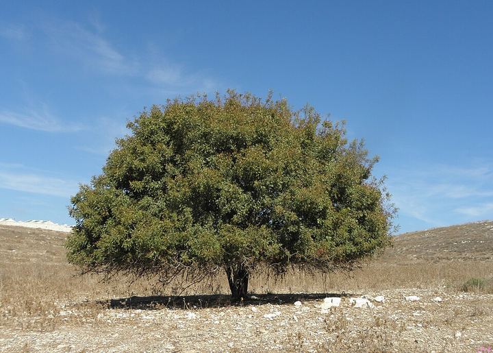 حب البطم